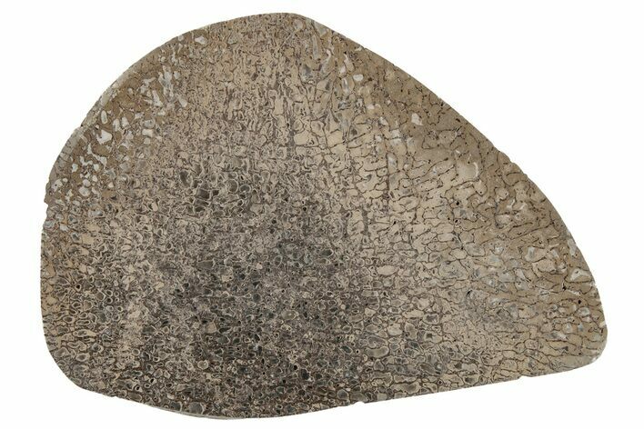 Polished Iguanodon Bone - Isle Of Wight #210340